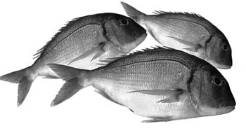 Ist Fisch noch genießbar - Schwermetallbelastung - Schadstoffbelastung - Quecksilber - Schwermetalle - Scholle - Muscheln - Zuchtfisch - Hochseefisch - Meeresfische -  deutsche Flussfische - Fischkonserven