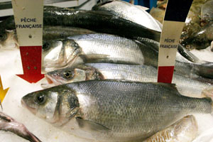 Zu viel Fisch auf dem Tisch? - Aquakulturen - unbelasteter Fisch - Schwangerschaft - Quecksilber - Dorade - Polardorsch - Wolfsbarsch - Alaska Seelachs - Meerbrasse Greenpeace - Nordseekrabben - Fischkonsum 