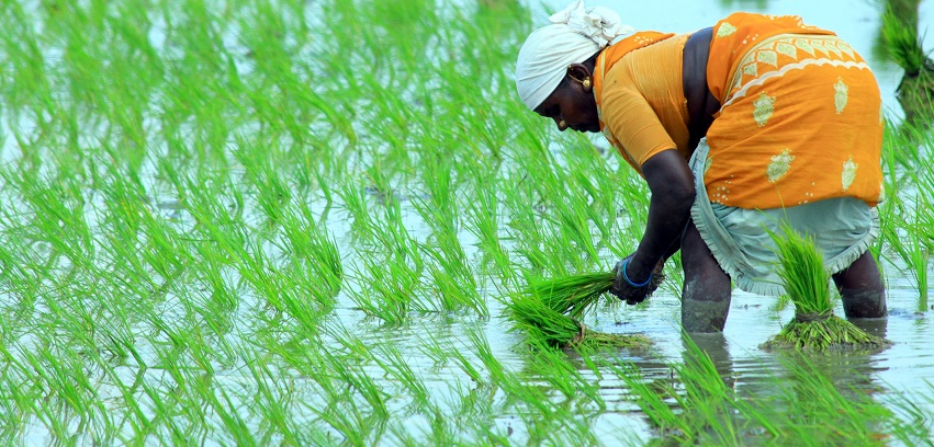 Schadet Reisanbau dem Klima?