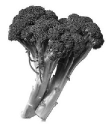 Grüner Brokkoli ist besonders carotinreich