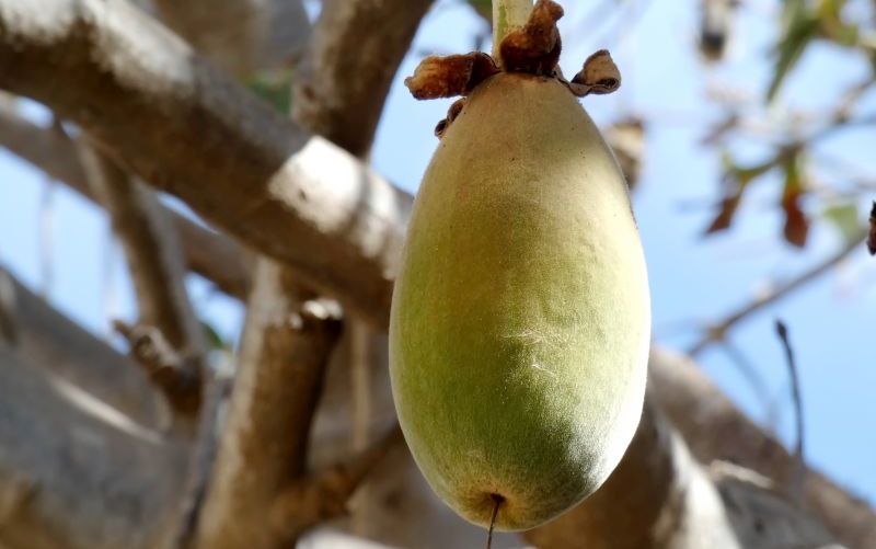 Fruchtpulver aus Baobab – ein sinnvolles Superfood?