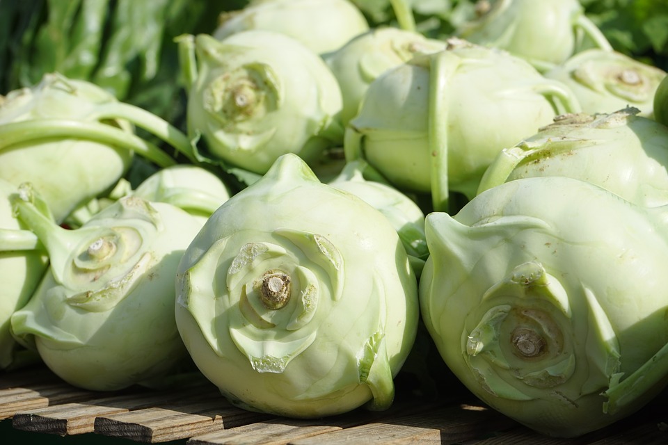 Kohlrabischiffchen im Roten Meer