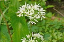 Der faire Rat: Wildes von der Wiese