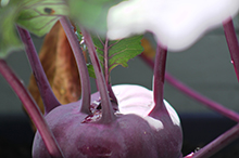 Kochen mit Kohlrabi