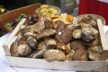 Der faire Rat: Pilze aus dem Wald