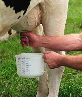 Enthält Trinkmilch bedenkliche Mengen an Hormonen?