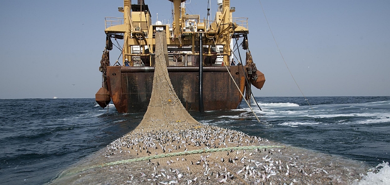 Nachhaltiger Fischfang: MSC noch vertrauenswürdig?