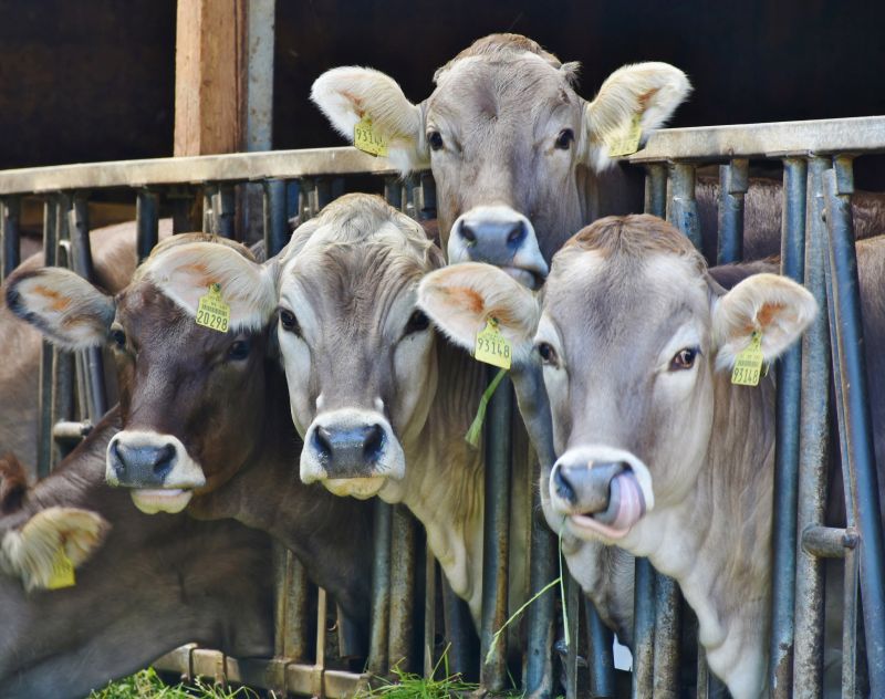 Umwelt und Ernährung: Das Klima und  das liebe Vieh