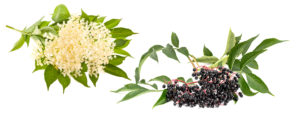 Holunder: Doppeltes Doldenglück