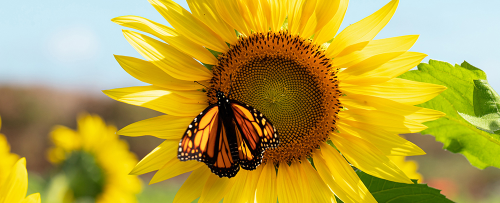 Bio-Landwirtschaft klar im Vorteil 